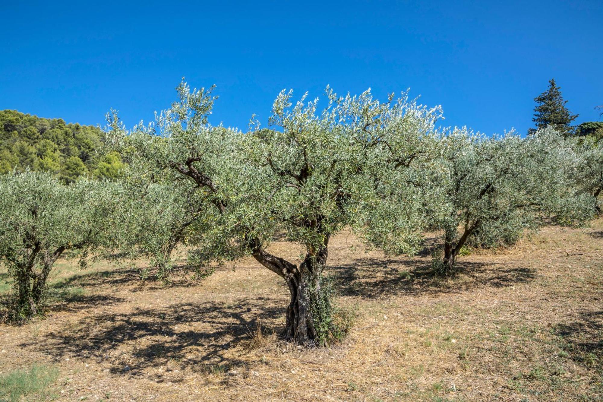 Maison Tendance Avec Jardin, Centre Village, Alpilles, Familles Holiday home